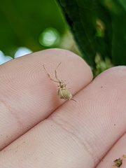 Uloborus