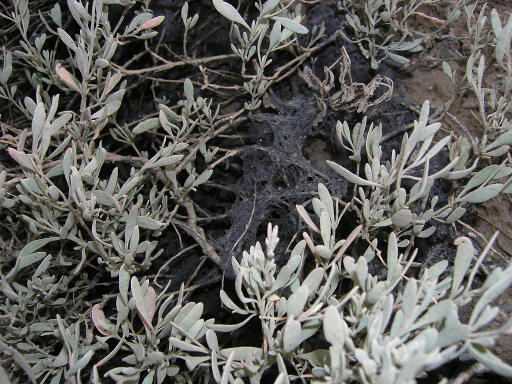 Bostrychia scorpioides