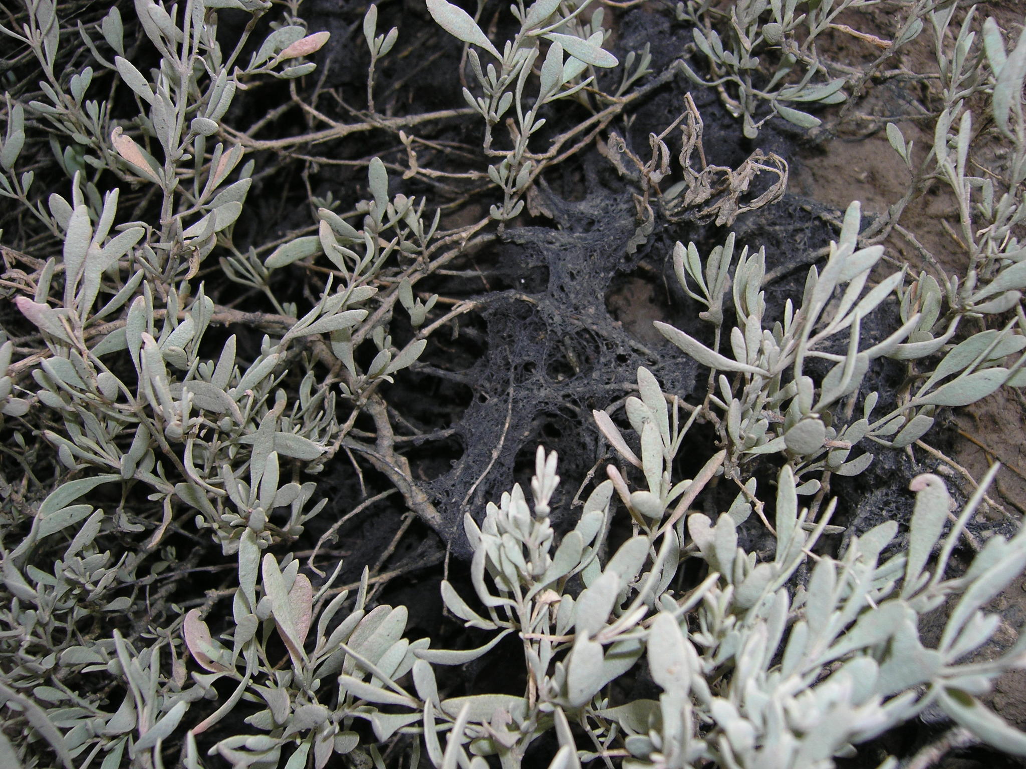 Bostrychia scorpioides