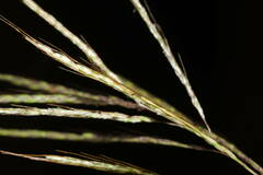 Bothriochloa bladhii