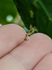 Uloborus