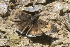 Erynnis tristis