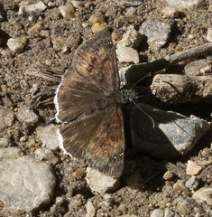 Erynnis tristis