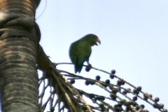 Brotogeris cyanoptera