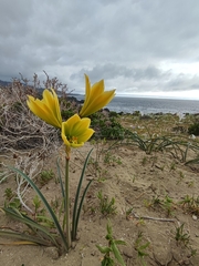 Zephyranthes bagnoldii