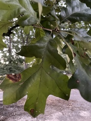 Quercus stellata