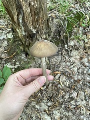 Oudemansiella