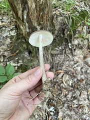 Oudemansiella