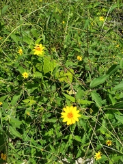 Melampodium divaricatum