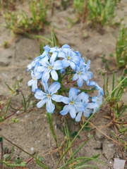 Zephyra elegans