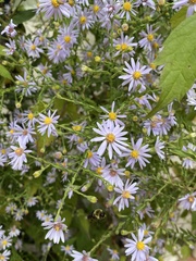Symphyotrichum shortii