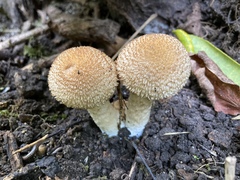 Lacrymaria echiniceps