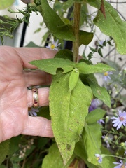 Symphyotrichum shortii
