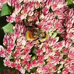Bombus huntii