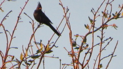 Phainopepla nitens