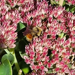 Bombus huntii