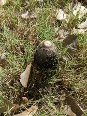 Montagnea arenaria