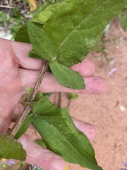 Symphyotrichum shortii