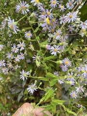 Symphyotrichum shortii