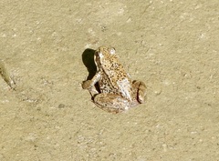 Rana
