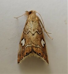 Glaucocharis leucoxantha