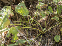 Anemopsis californica