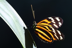 Heliconius ismenius
