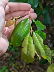 Myrtoideae