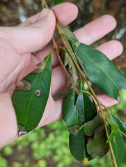 Myrtoideae