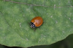 Cycloneda sanguinea