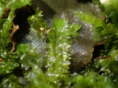 Barbilophozia