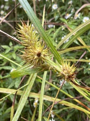 Carex lupulina