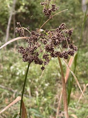Scirpus atrovirens