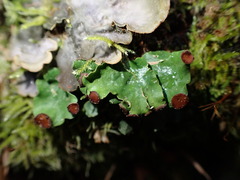 Peltigera venosa