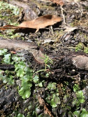 Sequoia sempervirens
