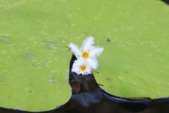 Nymphoides indica
