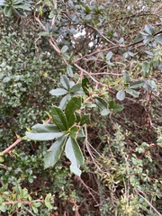 Berberis microphylla