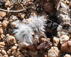 Dasymutilla gloriosa