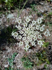 Daucus carota