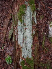 Icmadophila ericetorum