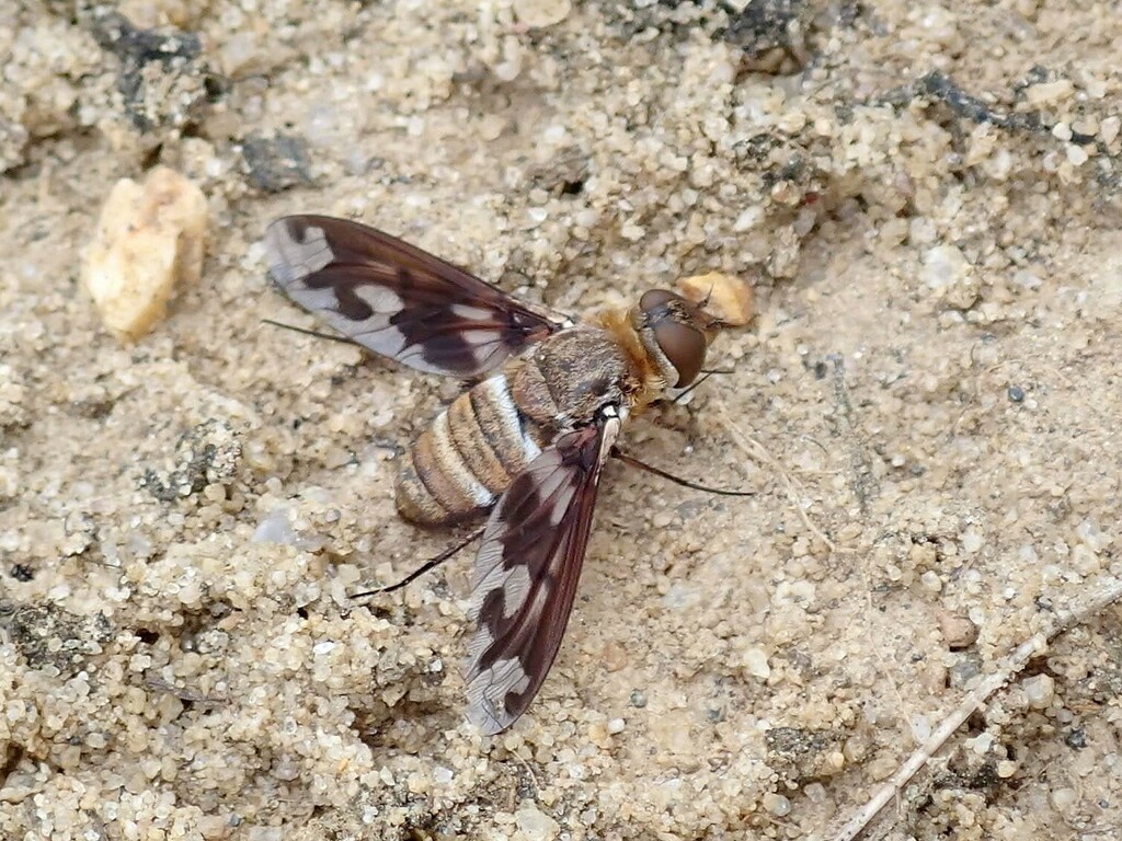 Band-winged Bee Fly