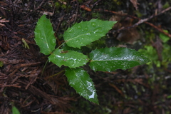 Berberis aquifolium