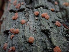 Icmadophila ericetorum