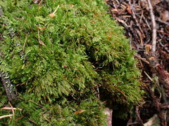 Tetraphis pellucida