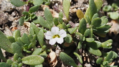 Calibrachoa parviflora