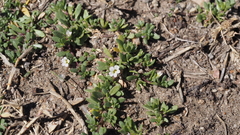Calibrachoa parviflora