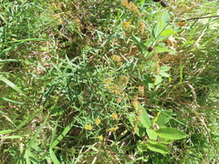 Euthamia graminifolia