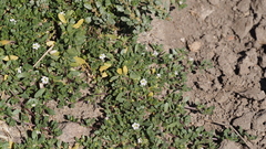 Calibrachoa parviflora
