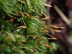 Tetraphis pellucida