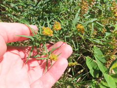 Euthamia graminifolia